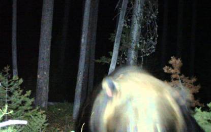 Algo que pocas personas han logrado filmar: el ataque de un oso.