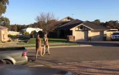 Dos canguros peleando en medio de la calle