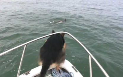 El perro que quería nadar como un delfín