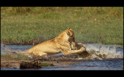 Impactantes imágenes: Un cocodrilo ataca a un león