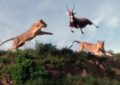 Impresionantes imágenes: una leona atrapa a un antílope al vuelo