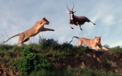 Impresionantes imágenes: una leona atrapa a un antílope al vuelo