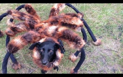 La peor pesadilla de los aracnofóbicos: la terrorífica broma del perro-araña