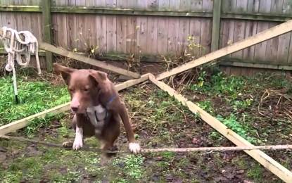 ‘Más difícil todavía’: Perro en la cuerda floja