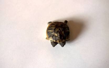 Nace una tortuga de dos cabezas en Dinamarca