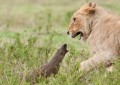 Una pequeña mangosta se enfrenta a cuatro leones a la vez