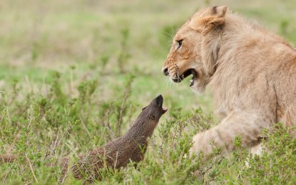 Una pequeña mangosta se enfrenta a cuatro leones a la vez