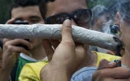 Desarrollan análisis de marihuana para conductores