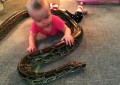 Un bebé juega con una enorme pitón domesticada