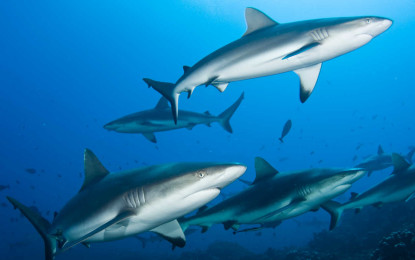 Desarrollan software para proteger tiburones