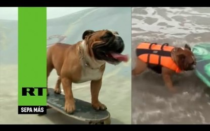 Biuf, el perro ‘skater’ peruano, ahora se hace surfista