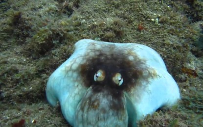 Encuentre al pulpo camuflado