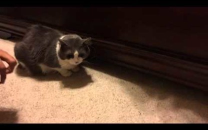 ¡Qué vida perra!: Un gato le roba a otro