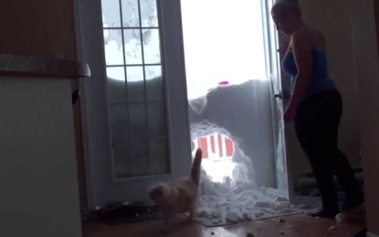 Un gato atraviesa de un salto un ‘muro de nieve’ para entrar a casa