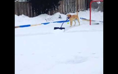 Un perro limpia de nieve el patio sin ayuda de nadie