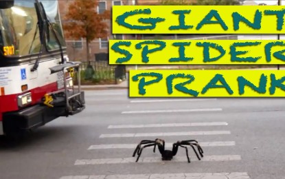 VÍDEO: Araña gigante crea pánico en la calle