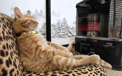 VÍDEO: Este gato sí sabe descansar