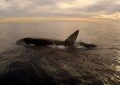 VÍDEO: Hombre hace paddleboarding con orcas