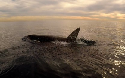 VÍDEO: Hombre hace paddleboarding con orcas