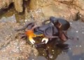 VÍDEO: Pulpo salta para atacar a un cangrejo