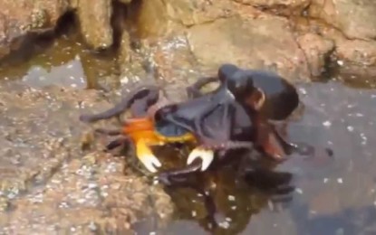 VÍDEO: Pulpo salta para atacar a un cangrejo
