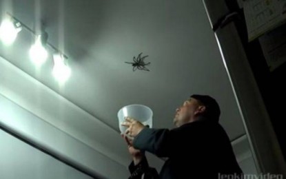 VÍDEO: Así NO se atrapa una araña