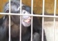 Chimpancé rey sufre extraña enfermedad mental en Nicaragua