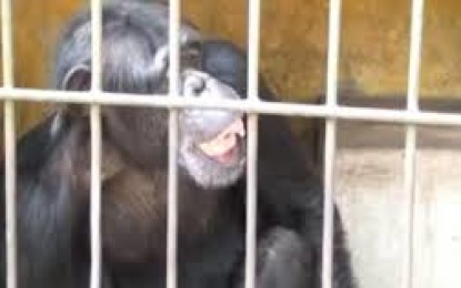 Chimpancé rey sufre extraña enfermedad mental en Nicaragua