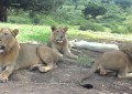 Cuidado, los leones ya ‘saben’ abrir puertas: una familia se lleva el susto de sus vidas