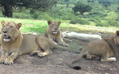 Cuidado, los leones ya ‘saben’ abrir puertas: una familia se lleva el susto de sus vidas