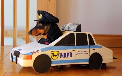 Dos adorables perritos que juegan a ‘el policía y el ladrón’ conquistan YouTube