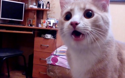 El gato ruso que se cree perro conquista YouTube