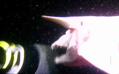 VÍDEO: Conoce al tiburón duende
