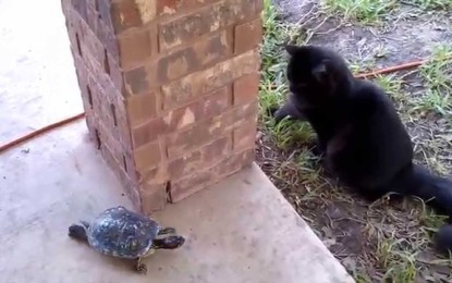 VÍDEO: Gato y tortuga juegan a perseguirse