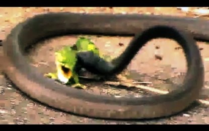 VÍDEO: Impactante pelea entre camaleón y serpiente