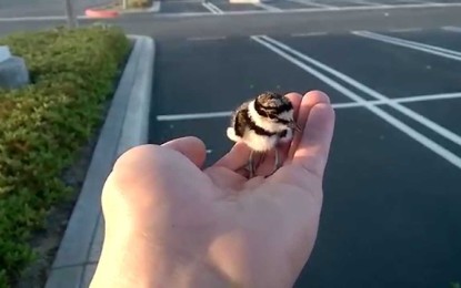 El final feliz de un indefenso y extraviado pajarito