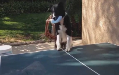 El perro que juega al ping pong