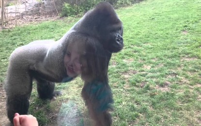 Esto es lo que pasa cuando uno se burla de un gorila en un zoológico