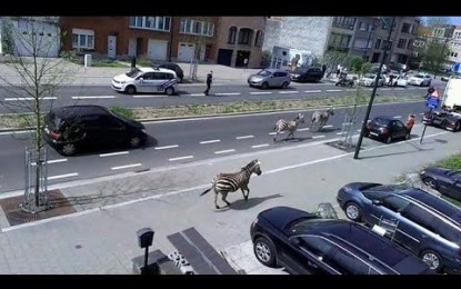 “¡Jumanji!”: Tres cebras causan el caos en las calles de Bruselas