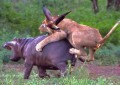 Un inexperto león ataca a un hipopótamo pero no se esperaba este desenlace