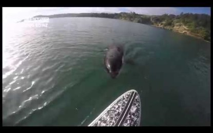 Acompañado por la muerte: una ballena asesina persigue y muerde un ‘paddle board’