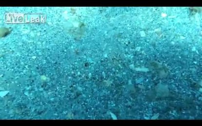 Camuflaje infalible: ¿Distingue un pez en este video?