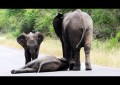 Estremecedora escena: elefantes socorren a una cría desfallecida en la carretera