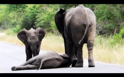 Estremecedora escena: elefantes socorren a una cría desfallecida en la carretera
