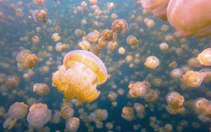 Impresionante video: Un hombre bucea en un lago infestado de millones de medusas