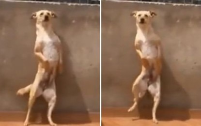 VÍDEO: Perro bailarín se roba el show en las redes