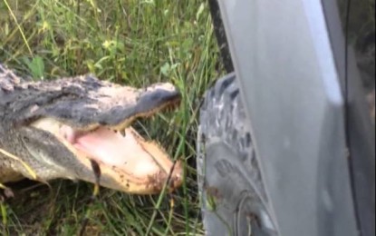 Un cocodrilo se enfrenta a una camioneta: ¿quién gana?