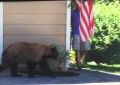 Un hombre y un oso se cruzan por casualidad y salen corriendo en direcciones opuestas