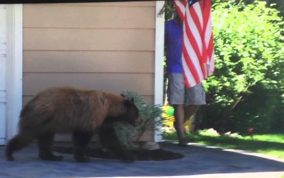 Un hombre y un oso se cruzan por casualidad y salen corriendo en direcciones opuestas