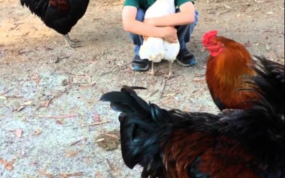 Una gallina ‘abraza’ a un chico tras asegurarse de que era la persona indicada
